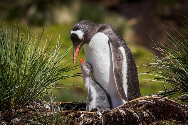 059 Zuid-Georgie, Godthul, ezelspinguins.jpg